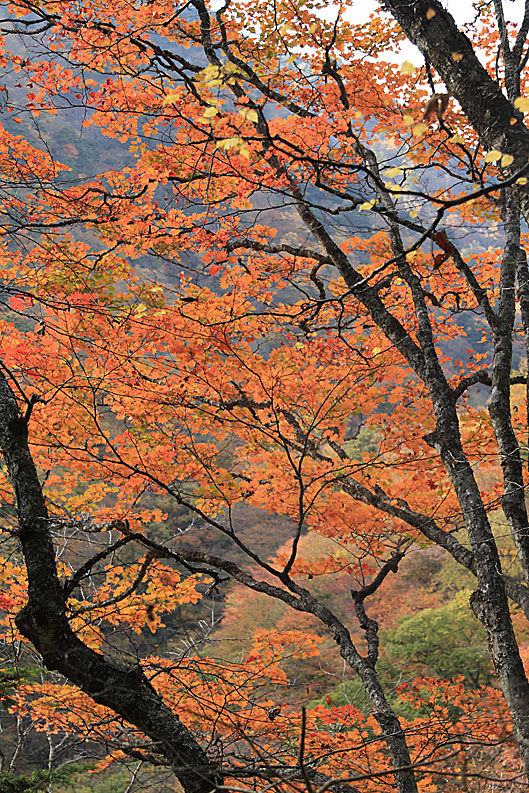 尾白川渓谷2